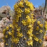 Hoodia alstonii, Umdaus Dscf3297.jpg